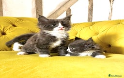Maine Coon cats for sale: 😻GCCF HUGE RUSSIAN/GERMAN IMPORT MC KITTENS 😻 - Image 7