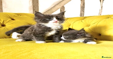 Maine Coon cats - Advert 2