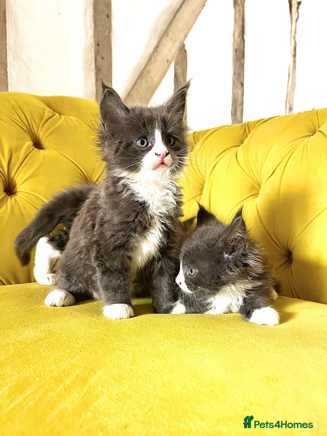 Maine Coon cats for sale: 😻GCCF HUGE RUSSIAN/GERMAN IMPORT MC KITTENS 😻 - Image 7
