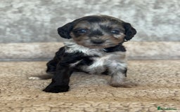 Cockapoo dogs for sale: BEAUTIFUL MERLE COCKER POO PUPPIES, HEALTH TESTED - Image 7