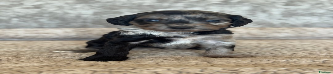 Cockapoo Puppy 5