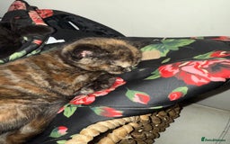 Mixed Breed cats for sale: 3 beautiful kittens  - Image 12