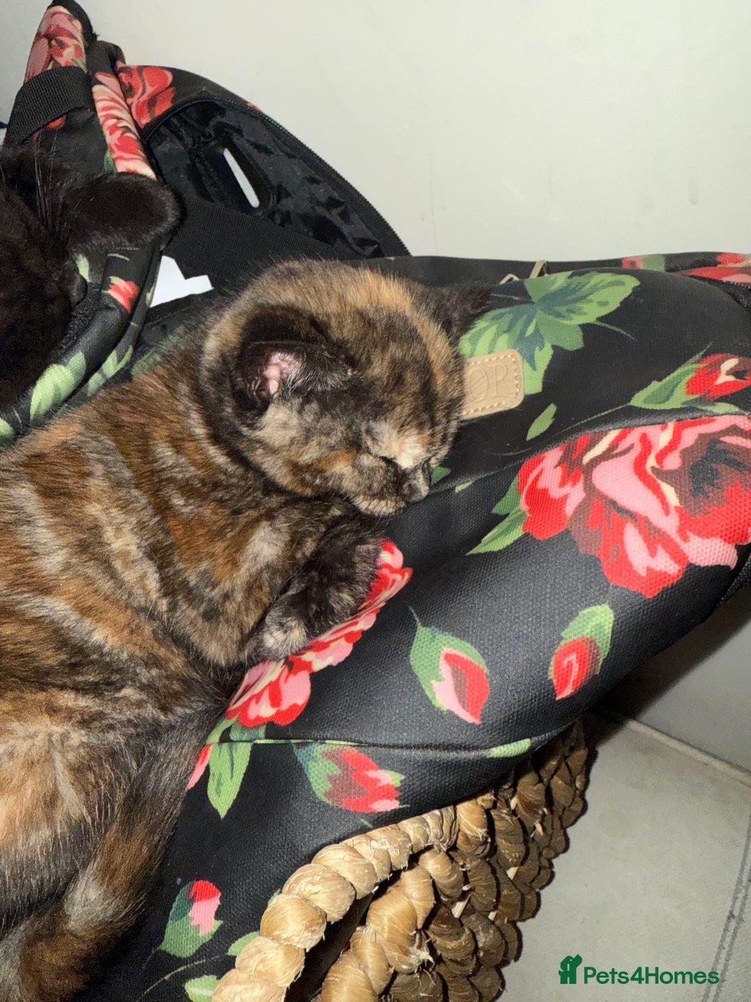 Mixed Breed cats for sale: 3 beautiful kittens  - Image 12