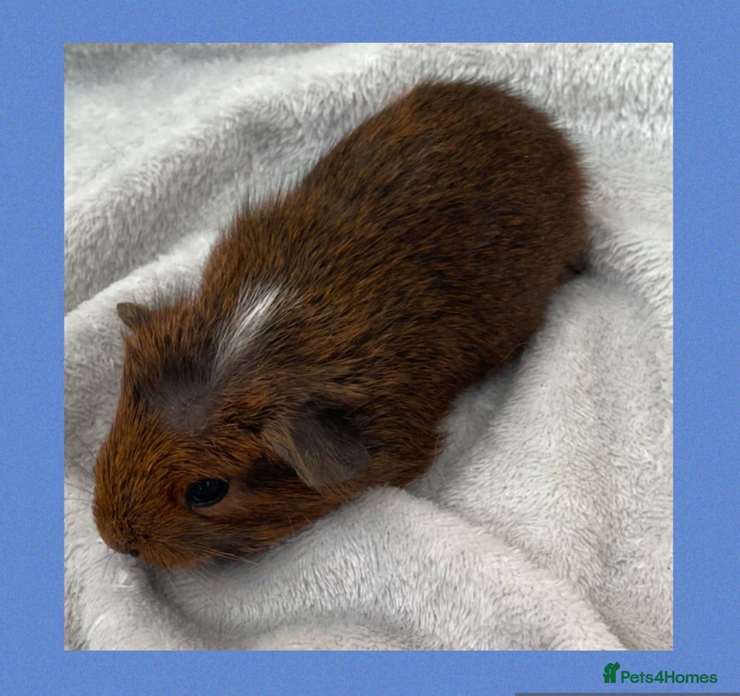 Guinea Pig rodents for sale: Baby guinea pigs  - Image 6