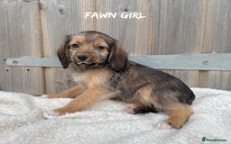 Mixed Breed dogs for sale: 🤎 BABY POOGLES (beagleXminiature poodle)🤎 in Rhayader - Image 17
