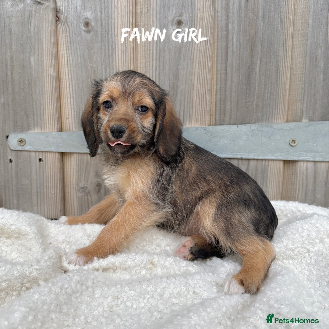 Mixed Breed dogs for sale: 🤎 BABY POOGLES (beagleXminiature poodle)🤎 in Rhayader - Image 17