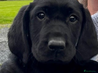 Labrador Retriever dogs - Advert 4