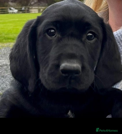 Labrador Retriever dogs - Advert 1