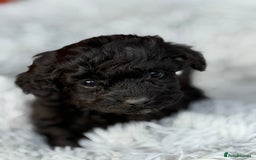 Cockapoo dogs for sale: Adorable Toy Cockapoos-Health Tested - Image 5