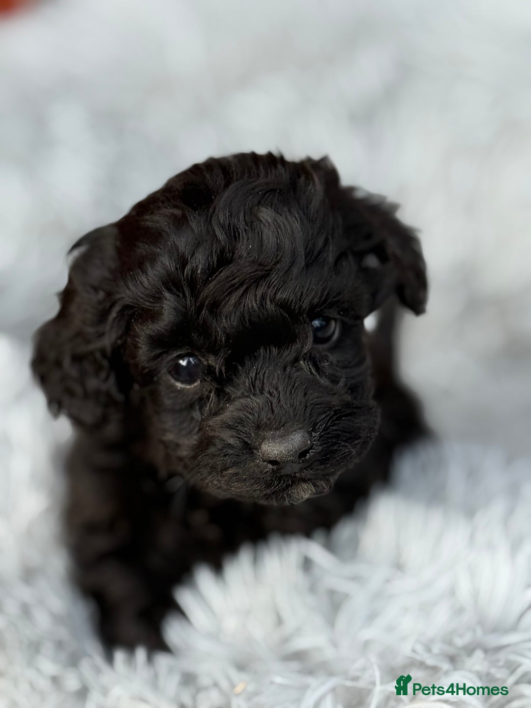 Cockapoo dogs for sale: Adorable Toy Cockapoos-Health Tested - Image 5