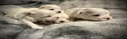 Maltese dogs for sale: Beautiful Maltese Puppies ⭐️Over 5 GENERATIONS⭐️ - Advert 12