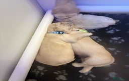 Golden Retriever dogs for sale: KC Reg Golden Retriever Pups - CHAMPION Bloodlines - Image 26