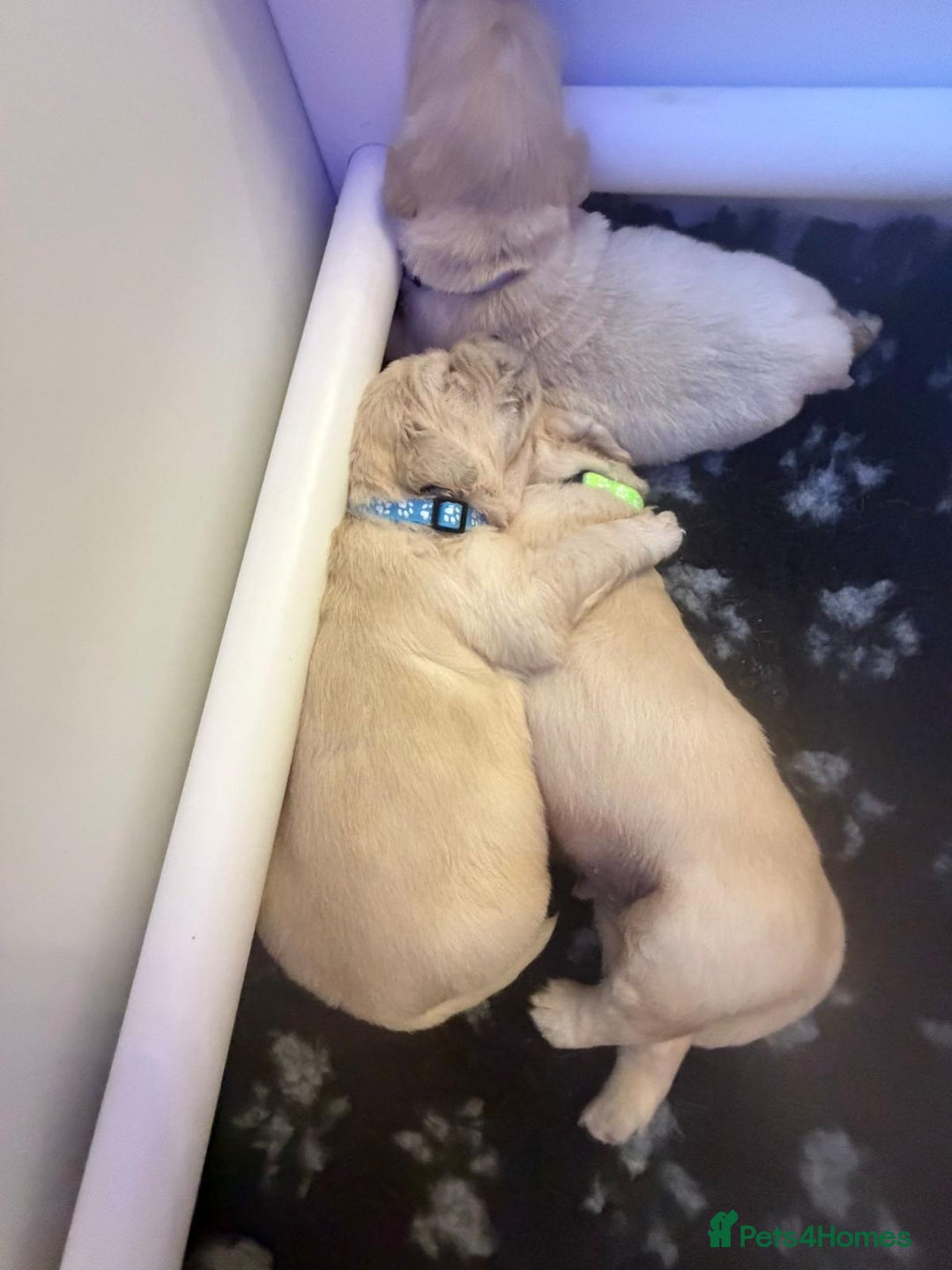 Golden Retriever dogs for sale: KC Reg Golden Retriever Pups - CHAMPION Bloodlines - Image 26