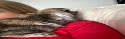 Mini Lop rabbits for sale: Male rabbit mini loop 9 weeks old  - Advert 4