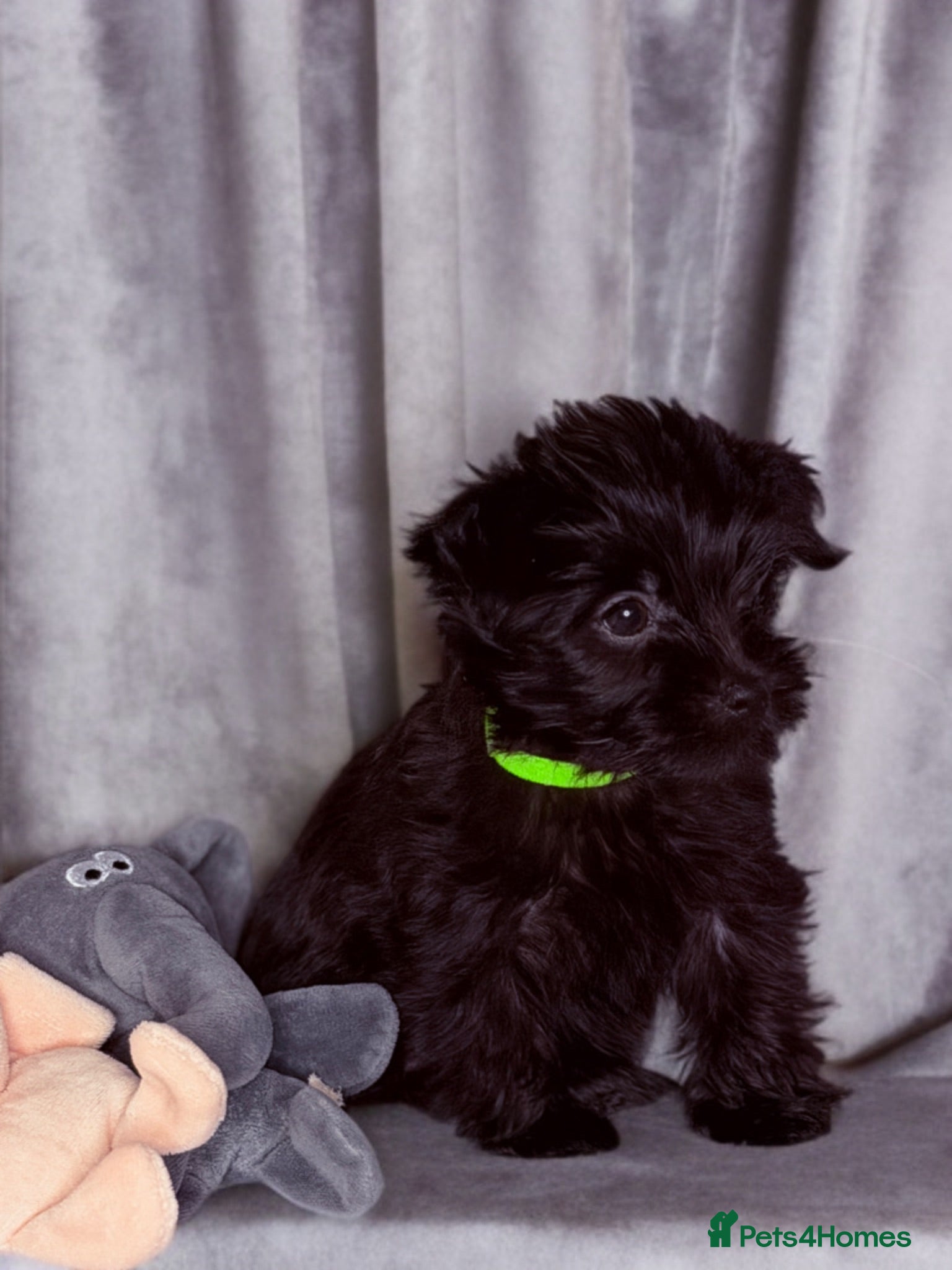 Yorkshire Terrier dogs Girls-Black Gorgeous Yorkshire Terrier-Ready 14.08 - Advert 6