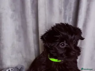 Yorkshire Terrier dogs Girls-Black Gorgeous Yorkshire Terrier-Ready 14.08 - Advert 6