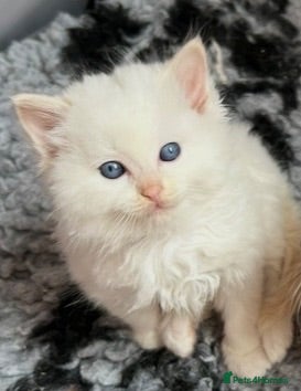 Ragdoll cats Beautiful ragdolls  - Advert 2