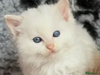 Ragdoll cats Beautiful ragdolls - Advert 2