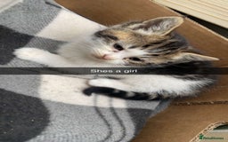 Siberian cats for sale: Kitten in need of urgent Home. - Advert 3