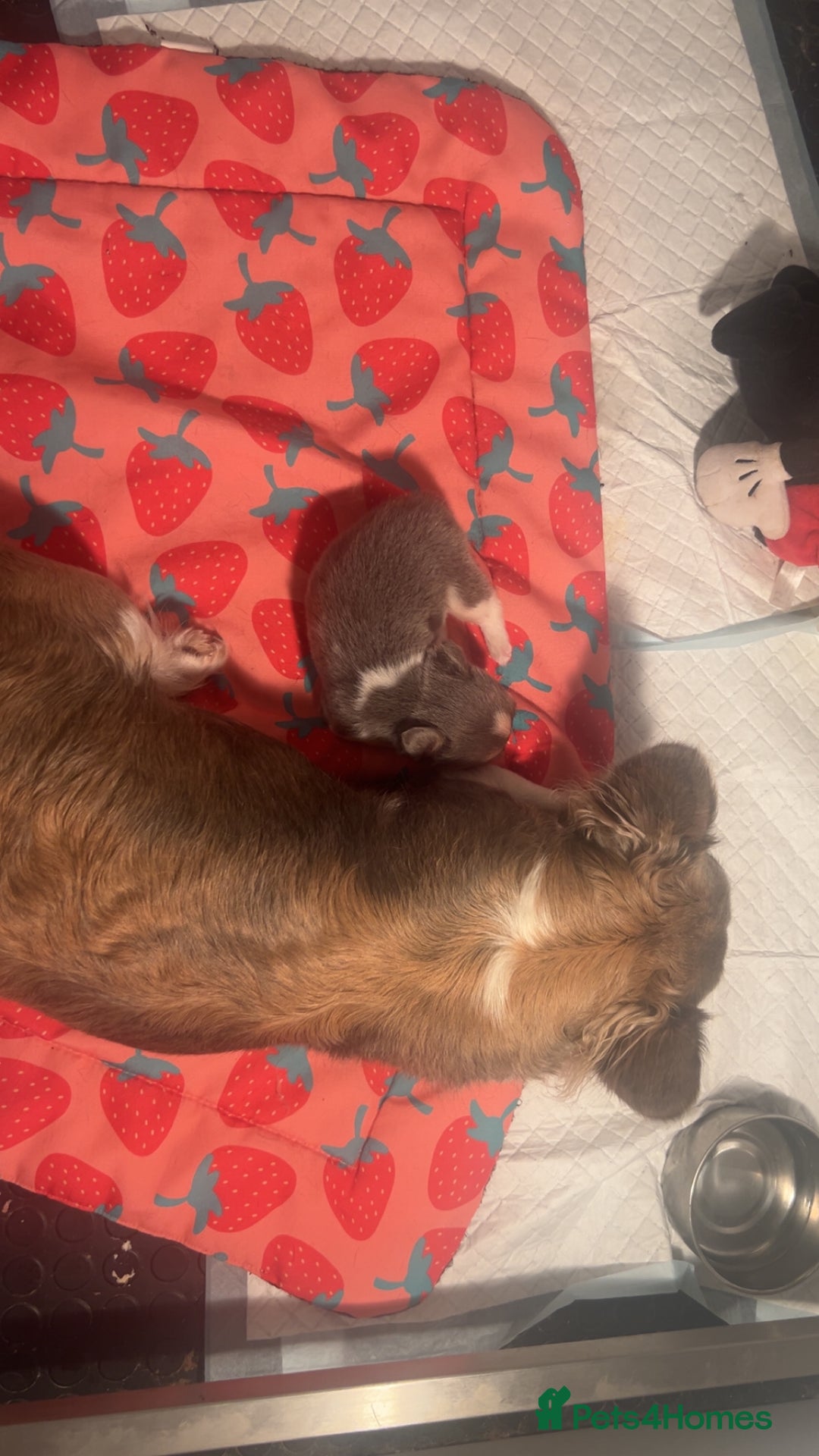 French Bulldog dogs for sale: Rare lilac and tan pied stunning visual fluffy  - Image 6
