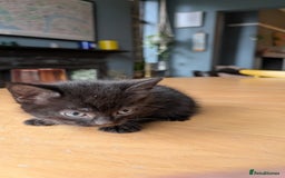 Mixed Breed cats for sale: !!! £30 !!!   3 black kittens (2 tabby are sold) in Stockport - Image 16