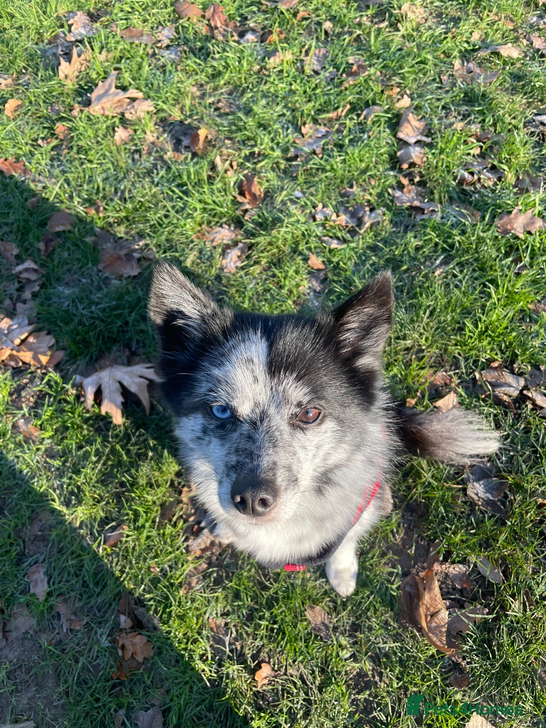 Pomsky dogs for sale: Urgent rehoming needed  - Advert 9