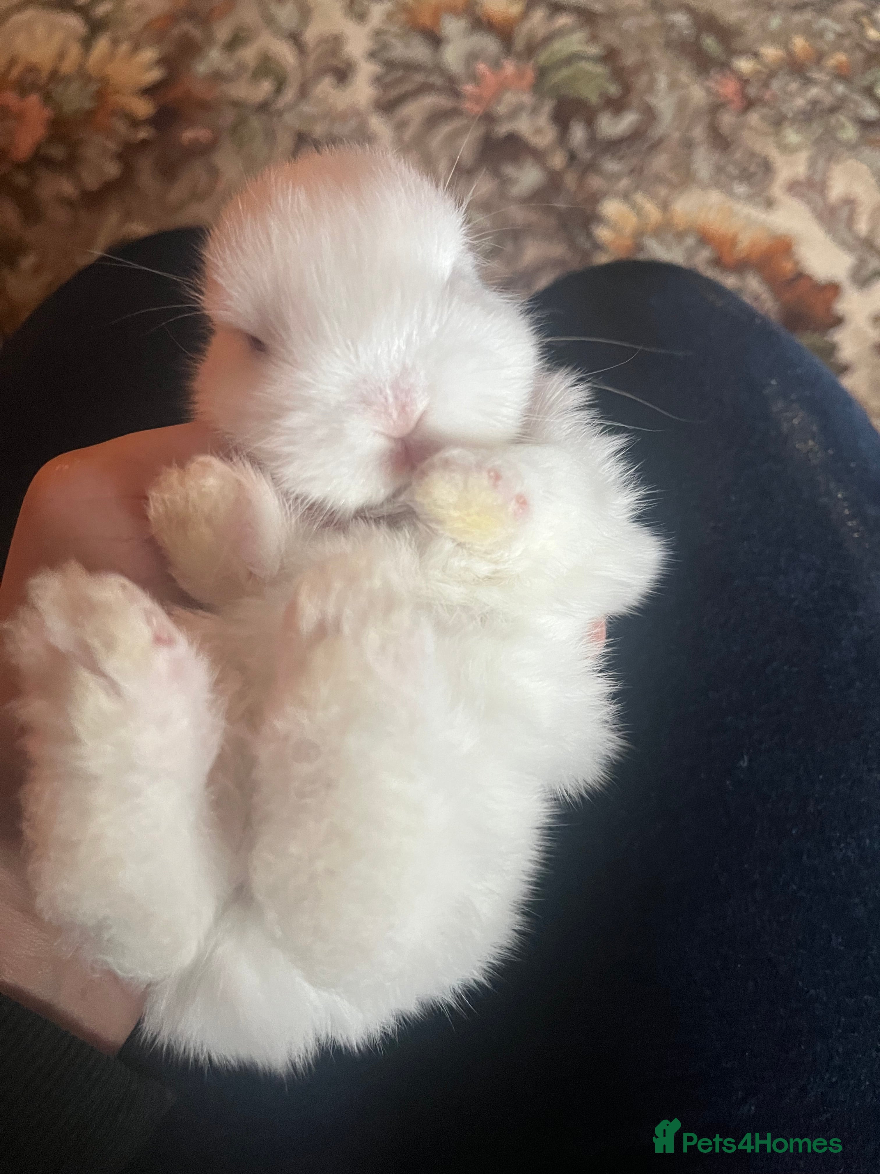 Mixed Breed rabbits Small, mixed breed baby rabbits - Advert 1