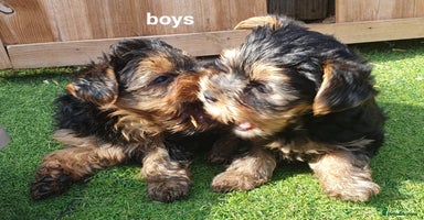 Yorkshire Terrier dogs - Advert 13