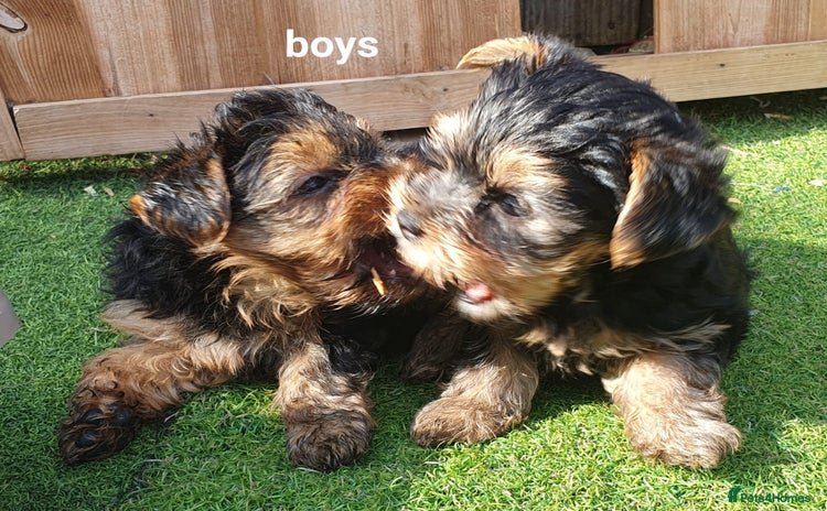 Yorkshire Terrier dogs - Advert 6