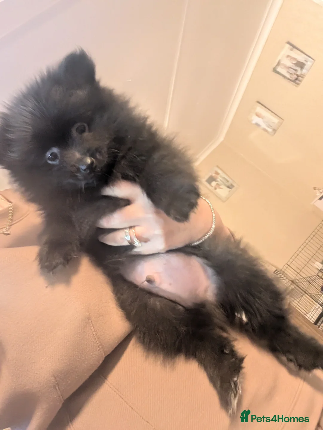 Pomeranian dogs for sale: Miniature Pomeranians - Advert 13