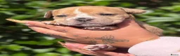 Olde English Bulldogge dogs for sale: Beautiful old English Bulldog Puppies for sale  - Advert 31