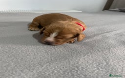 Cocker Spaniel dogs for sale: Cocker Spaniel Puppies - Advert 12