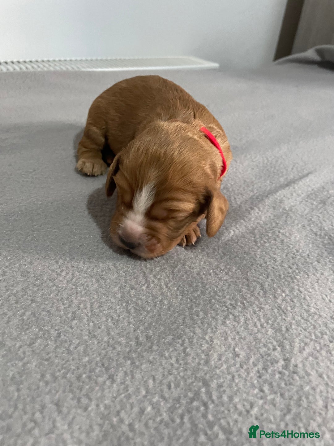 Cocker Spaniel dogs for sale: Cocker Spaniel Puppies - Advert 12