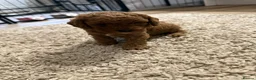 Cavapoo dogs for sale: F1bb Toy Cavapoo boys and girls available in Marlow - Advert 5