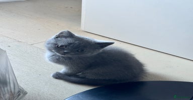 British Shorthair cats - Advert 2
