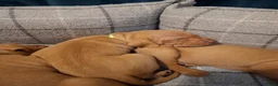 Hungarian Vizsla dogs for sale: Champion Bred Hungarian Vizsla Pups 0.9%COI KC Reg - Advert 9