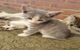 Domestic Shorthair cats for sale: Female kittens - Image 10