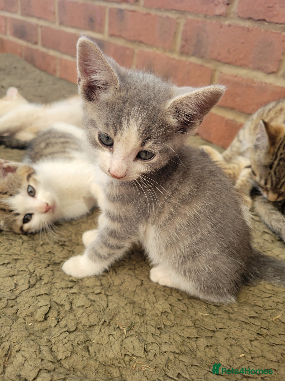 Domestic Shorthair cats for sale: Female kittens - Image 10