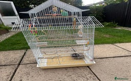 Budgerigars birds for sale: Male and Female budgies with Cage and Accessories - Image 3