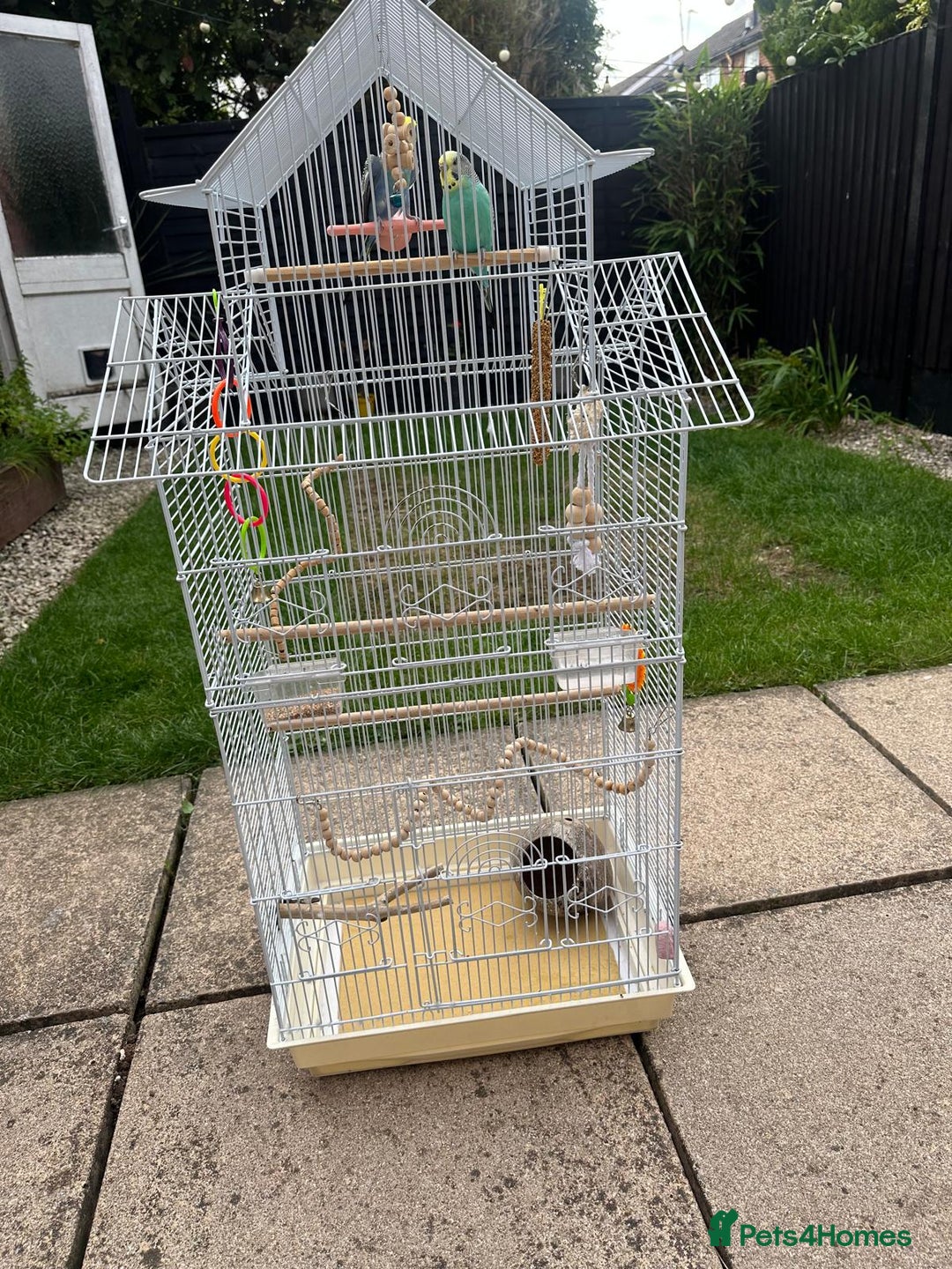 Budgerigars birds for sale: Male and Female budgies with Cage and Accessories - Image 3