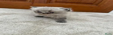 Persian 2
