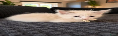 Ragdoll 2