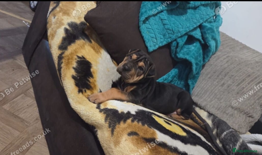 Shar Pei dogs Rare chocolate and tan brush coat girl shar pei - Advert 1