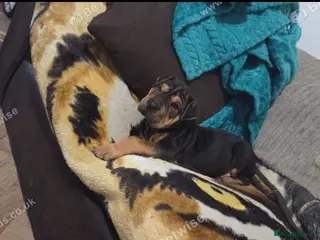 Shar Pei dogs Rare chocolate and tan brush coat girl shar pei - Advert 1