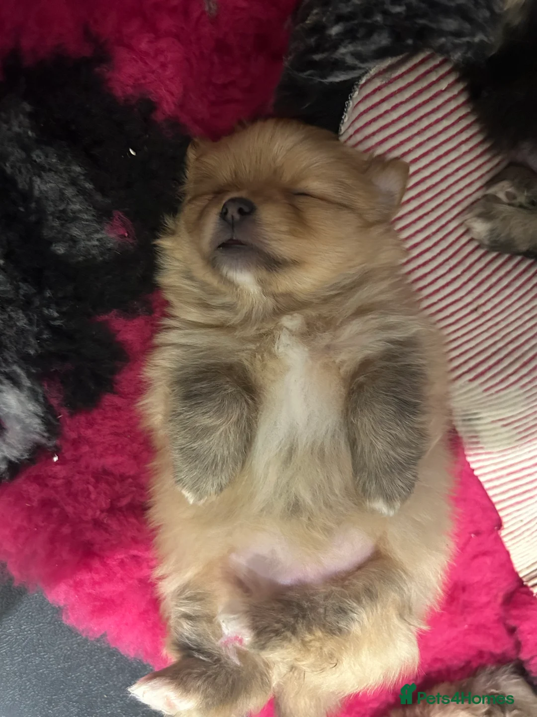 Pomeranian dogs for sale: Kc reg stunning pomeranian puppies  - Advert 15