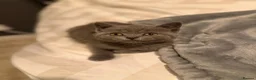 British Shorthair cats for sale: ❤️British Shorthair kittens❤️ - Advert 9