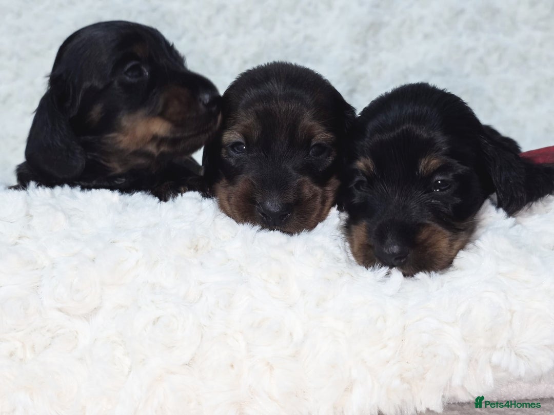 Miniature Dachshund dogs for sale: Stunning  KC Reg Puppies,  Health Tested Parents - Advert 7