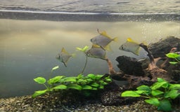 Angelfish fish for sale: Mono Angelfish  - Image 5