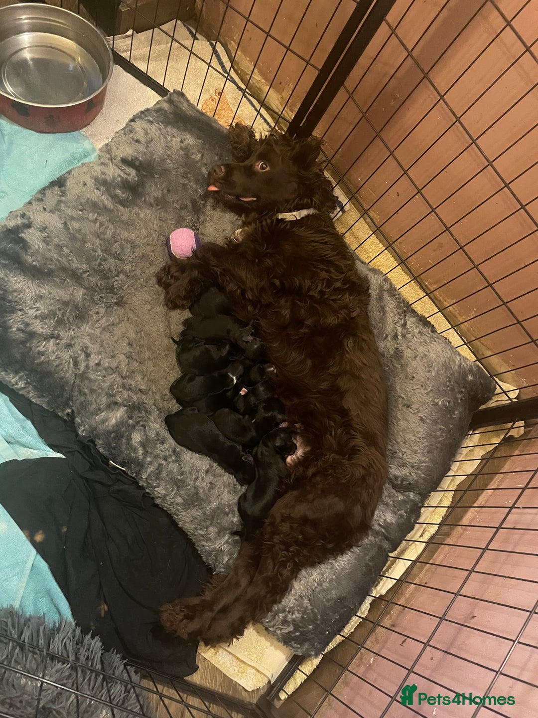 Mixed Breed dogs for sale: Cocker Collie puppies  - Image 1