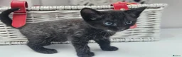 Mixed Breed cats for sale: Kittens for sale  - Advert 4